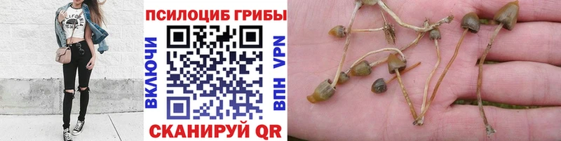 Псилоцибиновые грибы Psilocybe  купить наркотик  Черепаново 